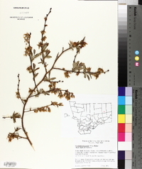 Vaccinium fuscatum image