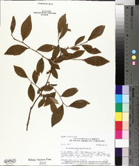 Vaccinium fuscatum image