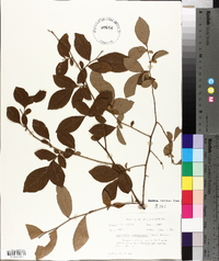 Vaccinium fuscatum image