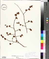 Vaccinium fuscatum image