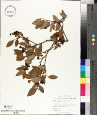 Vaccinium fuscatum image