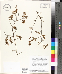 Vaccinium fuscatum image