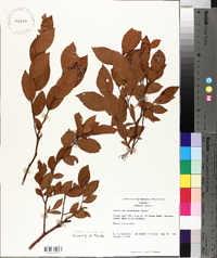 Vaccinium fuscatum image