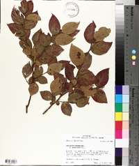 Vaccinium fuscatum image