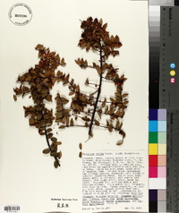 Vaccinium ovatum image