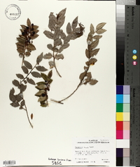 Vaccinium ovatum image