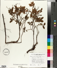 Vaccinium myrtilloides image