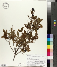 Vaccinium myrtilloides image