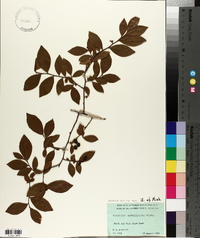 Vaccinium fuscatum image