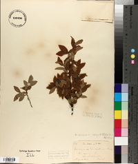 Vaccinium myrtilloides image