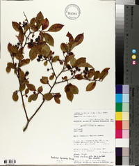 Vaccinium simulatum image