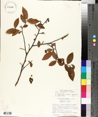 Vaccinium fuscatum image