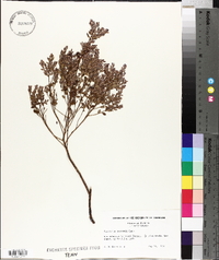 Vaccinium darrowii image