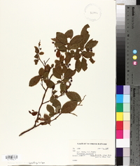 Vaccinium constablaei image