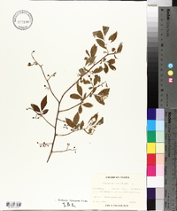 Vaccinium simulatum image