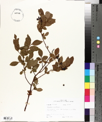 Vaccinium simulatum image
