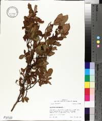 Vaccinium simulatum image