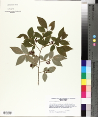 Vaccinium simulatum image