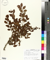 Vaccinium elliottii image