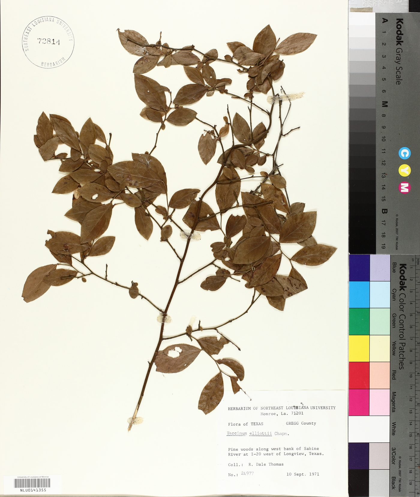 Vaccinium virgatum image
