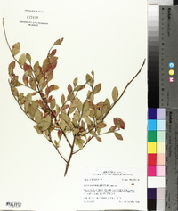 Vaccinium elliottii image