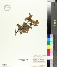 Vaccinium uliginosum image