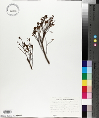 Vaccinium scoparium image