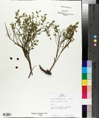 Vaccinium scoparium image