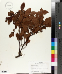Vaccinium simulatum image