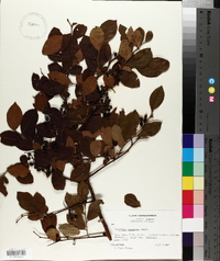 Vaccinium simulatum image