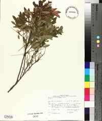 Vaccinium myrtilloides image