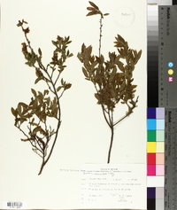 Vaccinium myrtilloides image