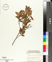 Vaccinium leucanthum image