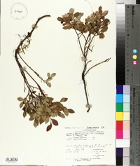 Vaccinium angustifolium image