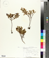 Vaccinium angustifolium image