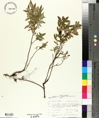 Vaccinium myrtilloides image