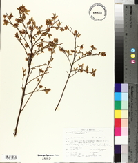 Vaccinium angustifolium image