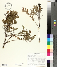 Vaccinium angustifolium image