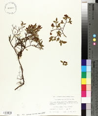 Vaccinium angustifolium image