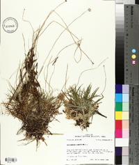 Eriocaulon compressum image