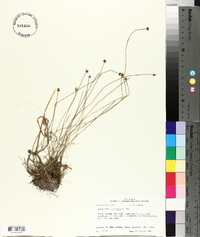 Eriocaulon cinereum image