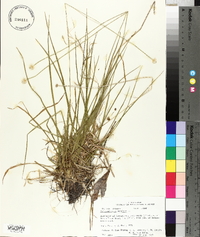 Eriocaulon decangulare image