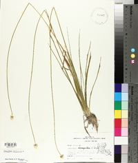 Eriocaulon decangulare image