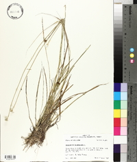 Eriocaulon decangulare image
