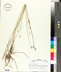 Eriocaulon decangulare image