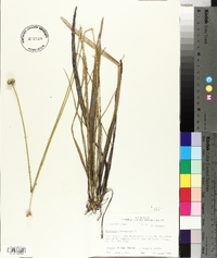 Eriocaulon decangulare image