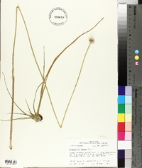 Eriocaulon decangulare image