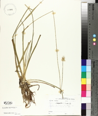 Eriocaulon decangulare image