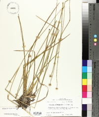 Eriocaulon decangulare image