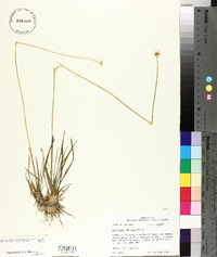 Eriocaulon decangulare image